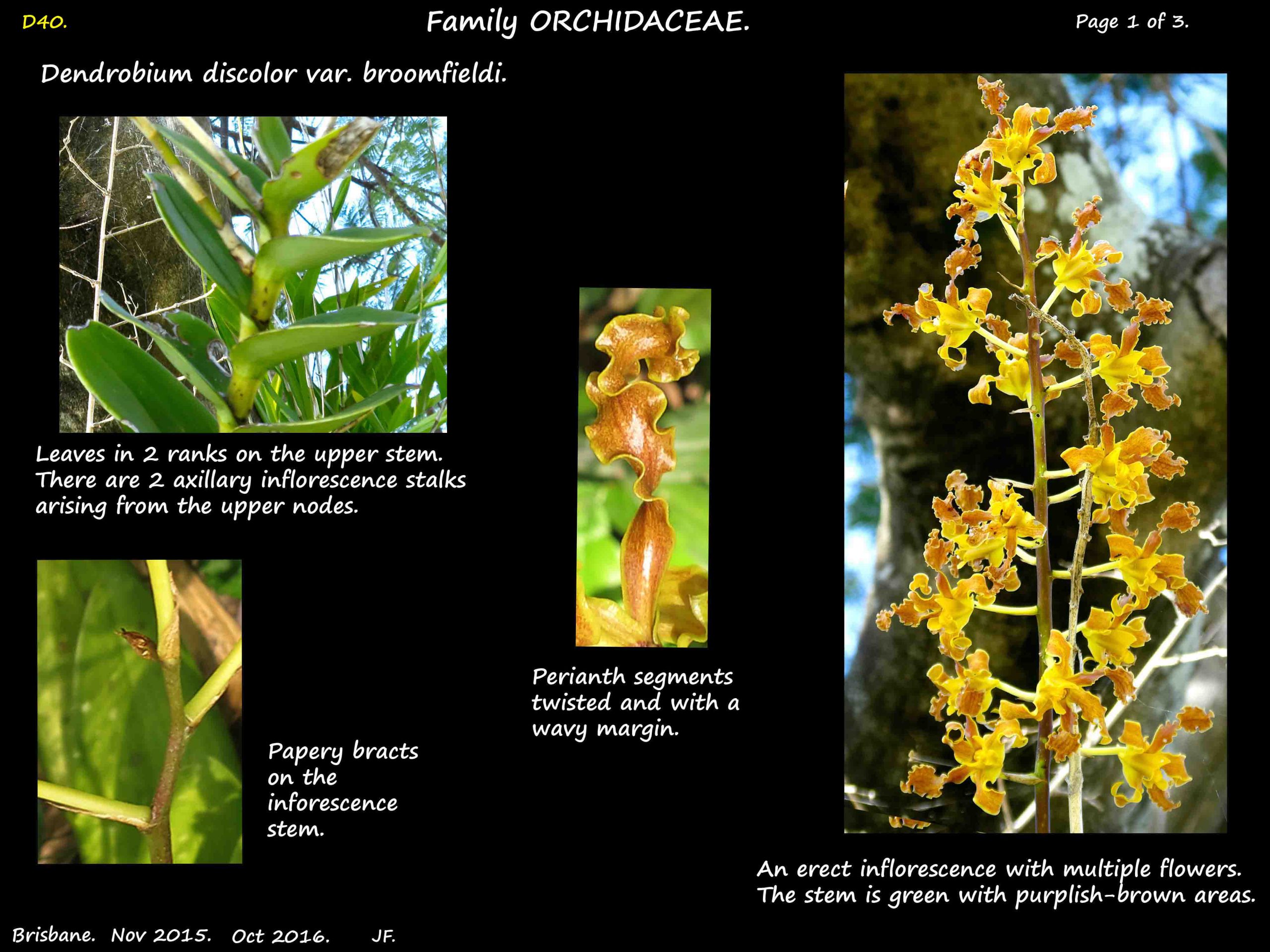 1 Dendrobium discolor leaves